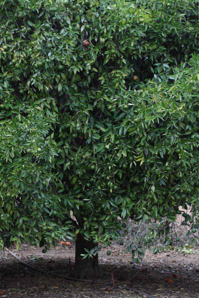            Habit (Riverside, CA)   